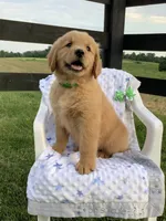 Lucy, a female Golden Retriever for sale in Baltic, OH – 6 of 9