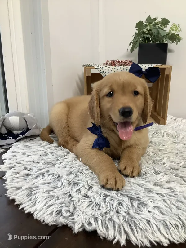 Freddie – Golden Retriever puppy for sale in Baltic, OH