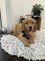 Freddie, a male Golden Retriever for sale in Baltic, OH – 1 of 10