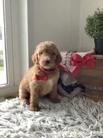 Leah F1bb- standard , a female Goldendoodle for sale in Baltic, OH – 2 of 8