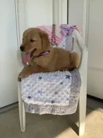 Sally, a female Golden Retriever for sale in Baltic, OH – 4 of 8