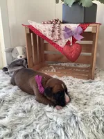 Sally , a female Boxer for sale in Baltic, OH – Photo 5 of 8