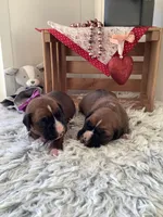 Sally , a female Boxer for sale in Baltic, OH – Photo 6 of 8