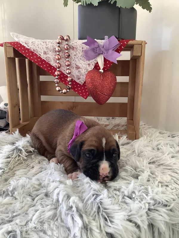 Sally  – Boxer puppy for sale in Baltic, OH