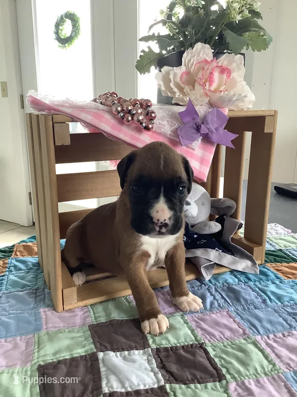Sally  – Boxer puppy for sale in Baltic, OH