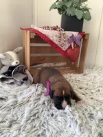 Sally , a female Boxer for sale in Baltic, OH – Photo 3 of 8