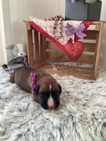 Sally , a female Boxer for sale in Baltic, OH – Photo 1 of 8