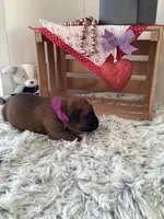 Sally , a female Boxer for sale in Baltic, OH – Photo 4 of 8