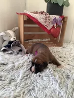 Sally , a female Boxer for sale in Baltic, OH – Photo 2 of 8