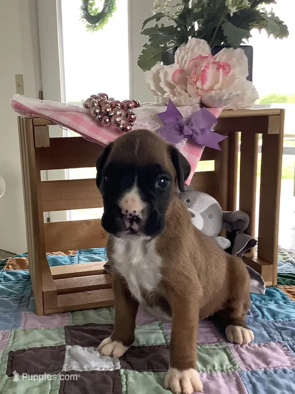 Sally  – Boxer puppy for sale in Baltic, OH