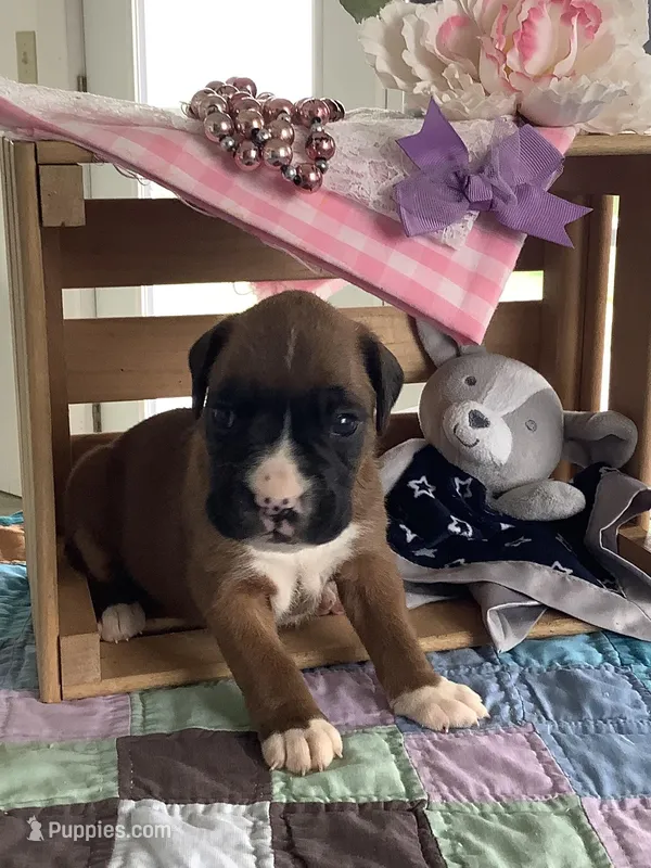 Sally  – Boxer puppy for sale in Baltic, OH