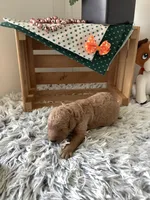 Ronnie -F1b , a male Goldendoodle for sale in Baltic, OH – 3 of 8