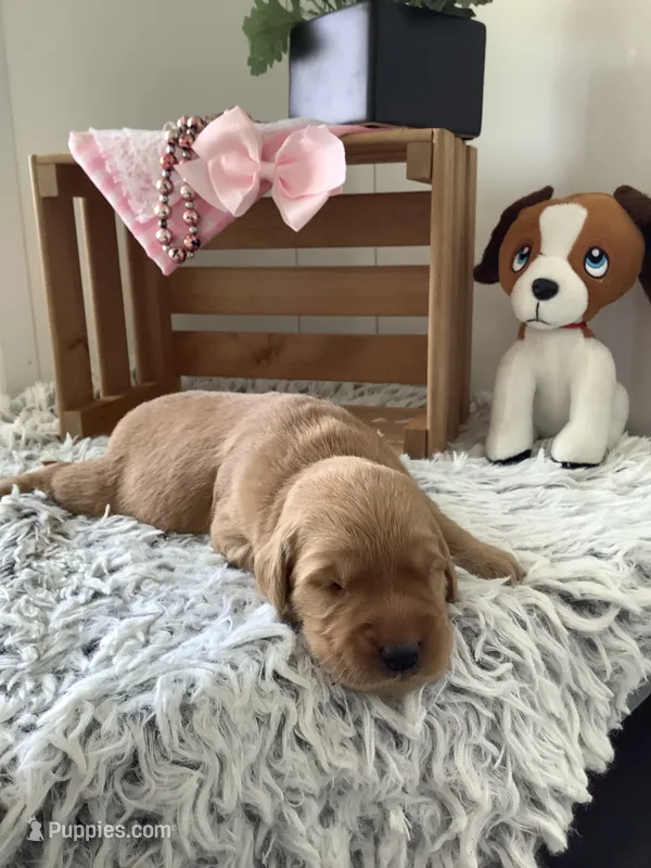 Sunshine  – Golden Retriever puppy for sale in Baltic, OH