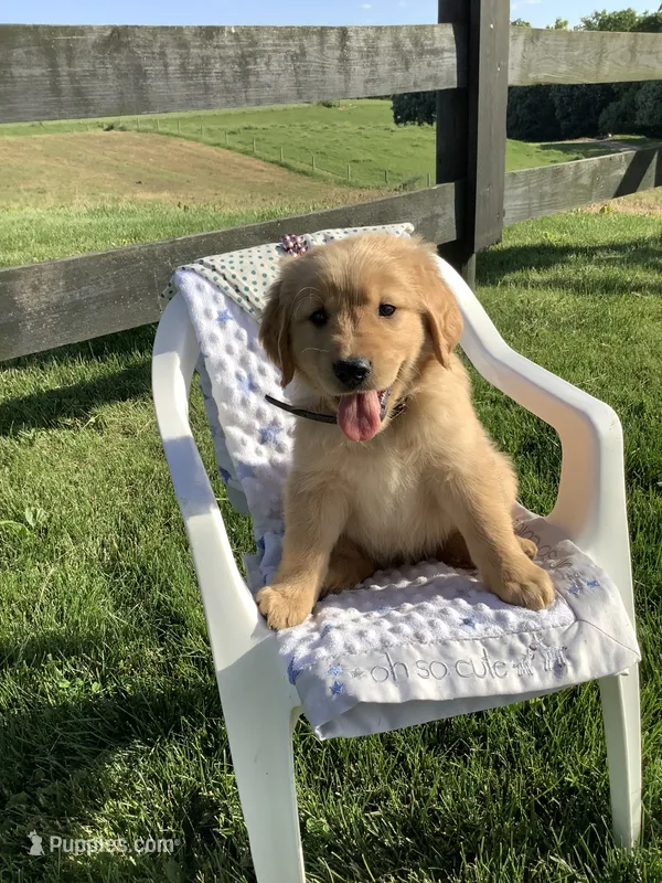 Chevy – Golden Retriever puppy for sale in Baltic, OH