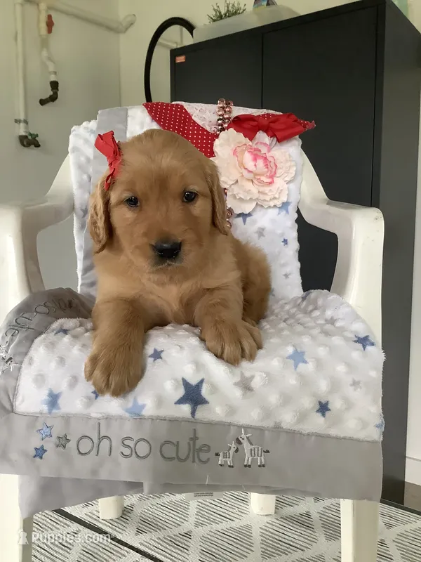 Kallie  – Golden Retriever puppy for sale in Baltic, OH