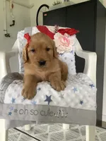 Kallie , a female Golden Retriever for sale in Baltic, OH – 3 of 5