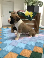 Sailor, a male Boxer for sale in Baltic, OH – Photo 1 of 8