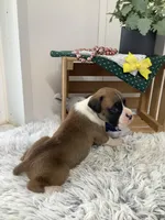 Sailor, a male Boxer for sale in Baltic, OH – Photo 2 of 8