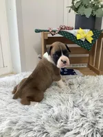 Sailor, a male Boxer for sale in Baltic, OH – Photo 6 of 8