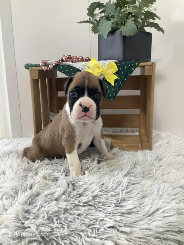 Sailor – Boxer puppy for sale in Baltic, OH