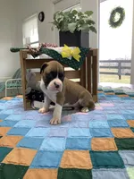 Sailor, a male Boxer for sale in Baltic, OH – Photo 4 of 8