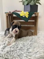 Sailor, a male Boxer for sale in Baltic, OH – Photo 5 of 8