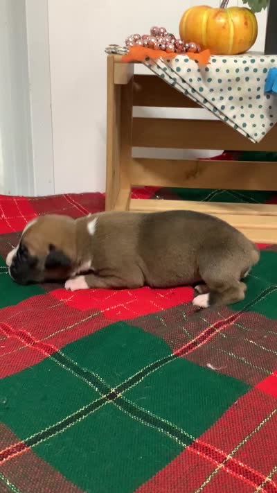 Leo, a male Boxer for sale in Baltic, OH – 3 of 5