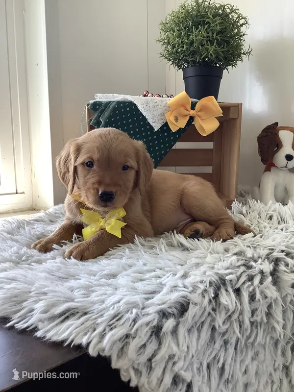 Jose – Golden Retriever puppy on hold in Baltic, OH