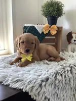 Jose, a male Golden Retriever for sale in Baltic, OH – 3 of 8