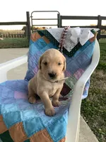 Johnny , a male Golden Retriever for sale in Baltic, OH – 2 of 8