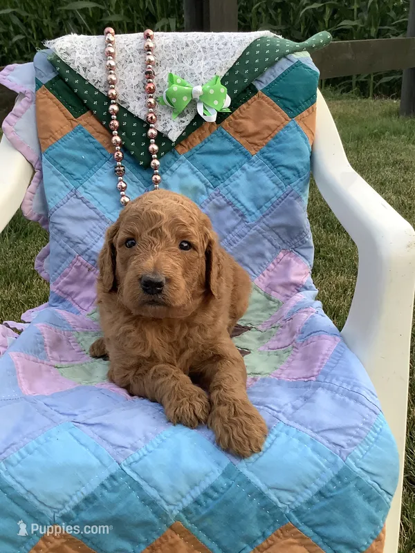 Rascal - F1b  – Goldendoodle puppy for sale in Baltic, OH