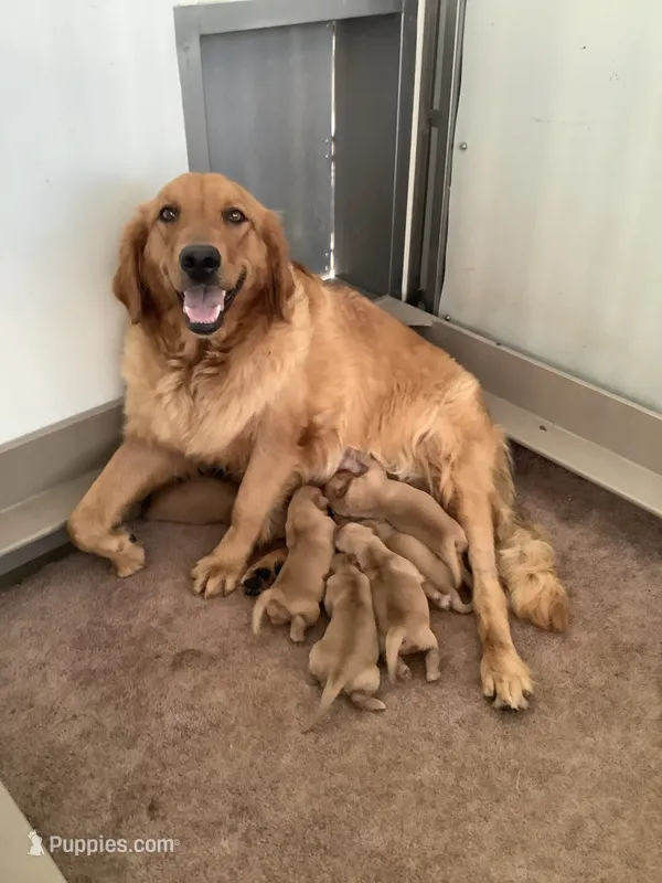 Sunshine  – Golden Retriever puppy for sale in Baltic, OH