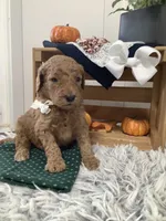 Tanker F1b Goldendoodle , a male Goldendoodle for sale in Baltic, OH – 4 of 10