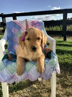 Laina , a female Golden Retriever for sale in Baltic, OH – 5 of 10