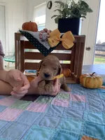 Manny F1b Goldendoodle , a male Goldendoodle for sale in Baltic, OH – 1 of 9