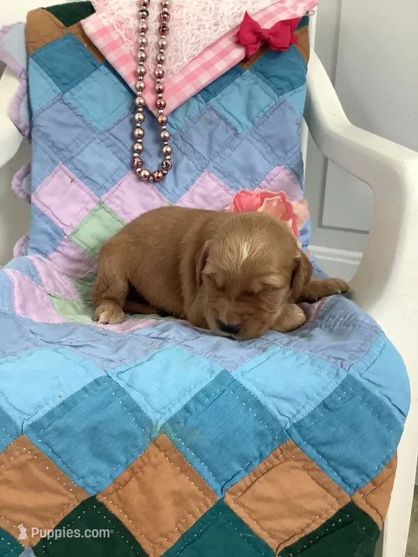 Carrie  – Golden Retriever puppy for sale in Baltic, OH