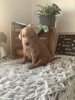 Simon F1b Goldendoodle , a male Goldendoodle for sale in Baltic, OH – 2 of 7