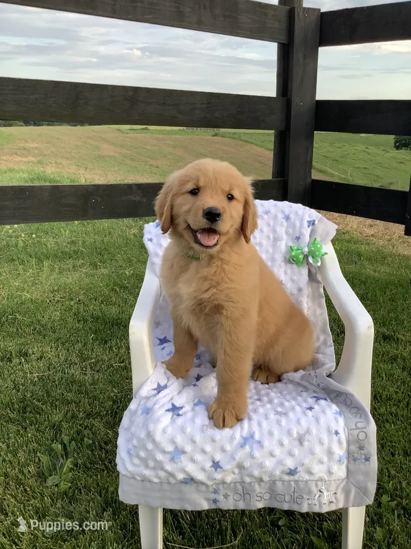 Lucy – Golden Retriever puppy for sale in Baltic, OH
