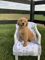 Lucy, a female Golden Retriever for sale in Baltic, OH – 1 of 9