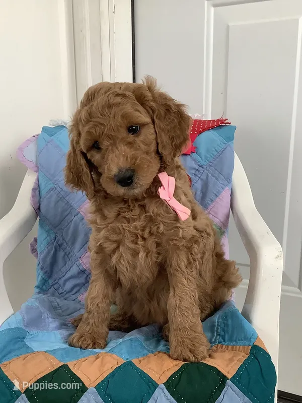 Leah - F1bb Standard