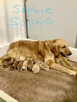 Rocky, a male Golden Retriever for sale in Baltic, OH – 6 of 7
