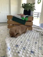 Sarge, a male Golden Retriever for sale in Baltic, OH – Photo 3 of 6