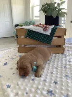 Seth, a male Golden Retriever for sale in Baltic, OH – Photo 2 of 6