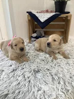 Rocky, a male Golden Retriever for sale in Baltic, OH – 5 of 7