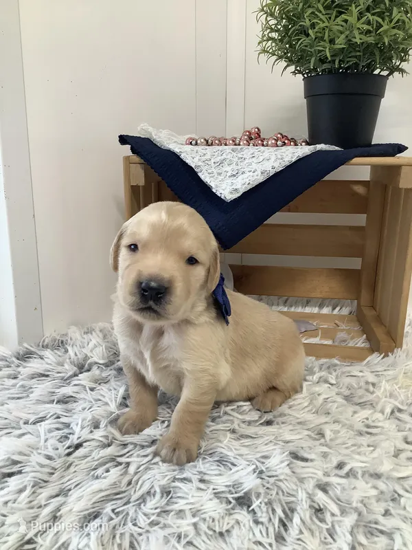 Rocky – Golden Retriever puppy for sale in Baltic, OH