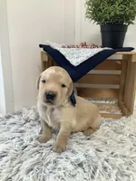 Rocky, a male Golden Retriever for sale in Baltic, OH – 1 of 7