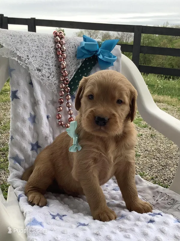 Seth – Golden Retriever puppy for sale in Baltic, OH