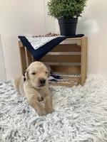 Rocky, a male Golden Retriever for sale in Baltic, OH – 2 of 7