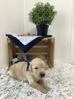 Rocky, a male Golden Retriever for sale in Baltic, OH – 3 of 7