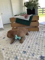 Seth, a male Golden Retriever for sale in Baltic, OH – Photo 4 of 6